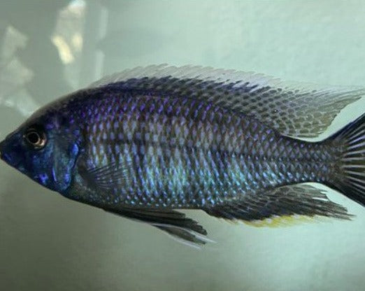 Copadichromis Nyassachromis "Boadzulu"