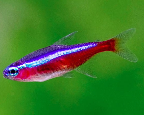 Cardinal Tetra W/C