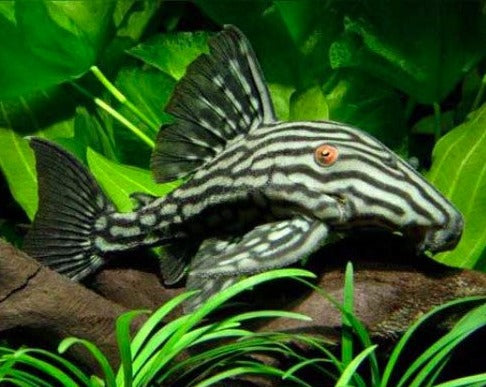 Royal Pleco - "Broken Line" - L191