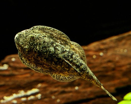 Hillstream Loach - Brown Mosaic