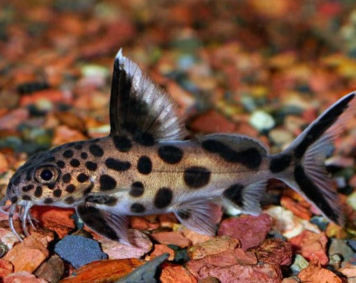 Synodontis - Bumble Bee Catfish