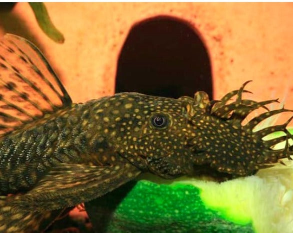 Bristlenose Pleco (Breeding Pair)
