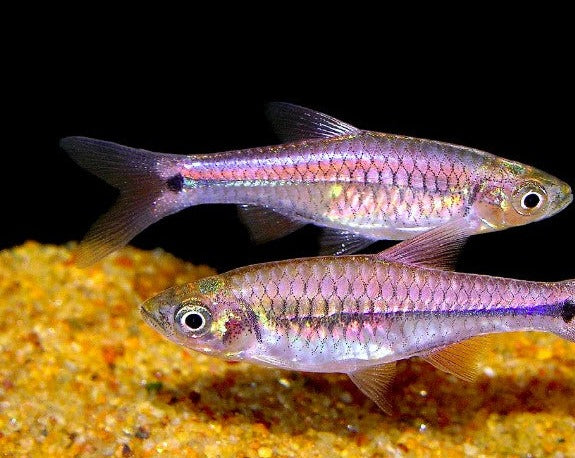 Cardinal Rasbora