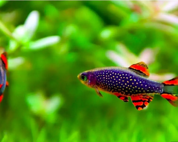 Celestial Pearl Danio