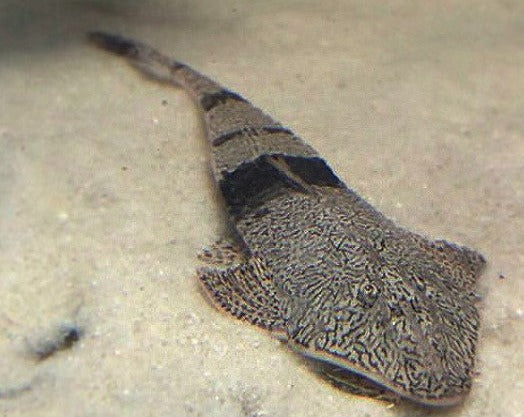 Chameleon Whiptail Catfish