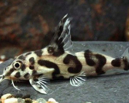 Synodontis - Cheetah Catfish