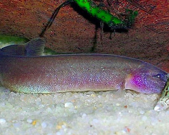 Kuhli Loach - Cinnamon
