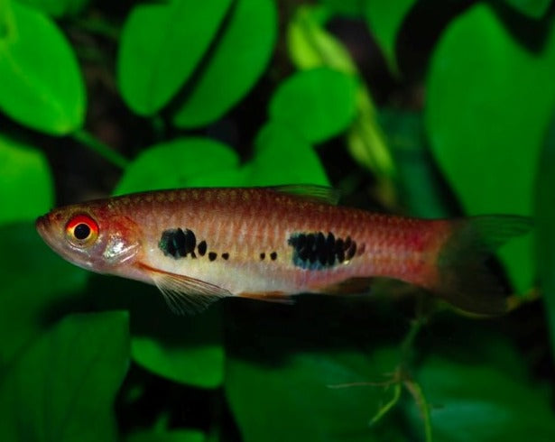 Clown Rasboras