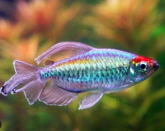 Congo Tetra