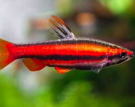 Coral Red Pencil Fish