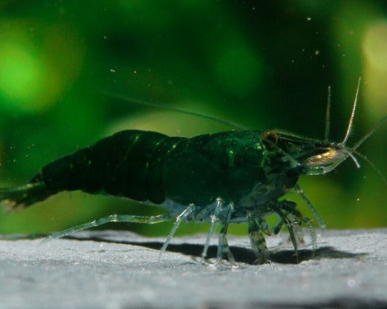 Dark Green Jade Shrimp