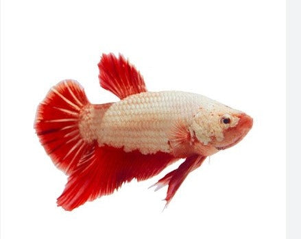 Dragon Scale Show Male Betta