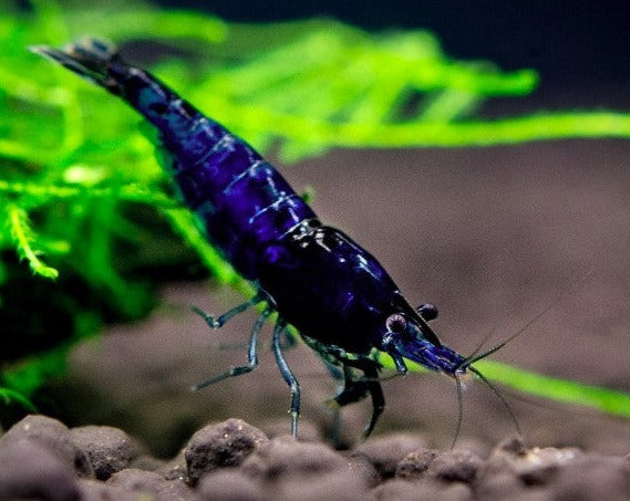 SS Grade Blue Dream Shrimp