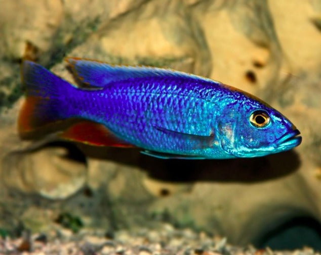 Sciaenochromis Fryeri "Electric Blue Hap"
