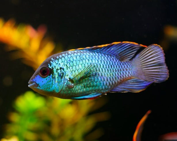 Andinoacara Pulcher "Electric Blue Acara"