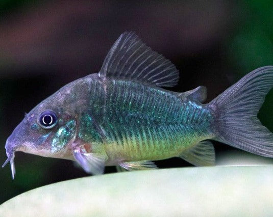 Emerald Green Corydora