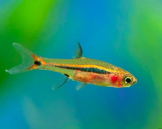 Exclamation Point Rasbora