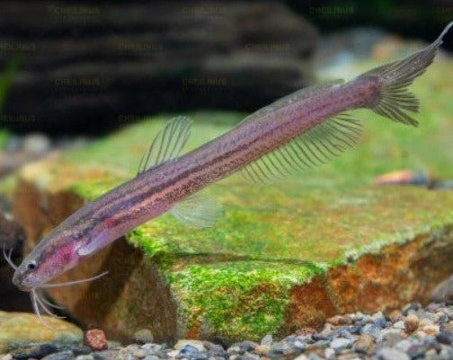 Asian Fighting Catfish
