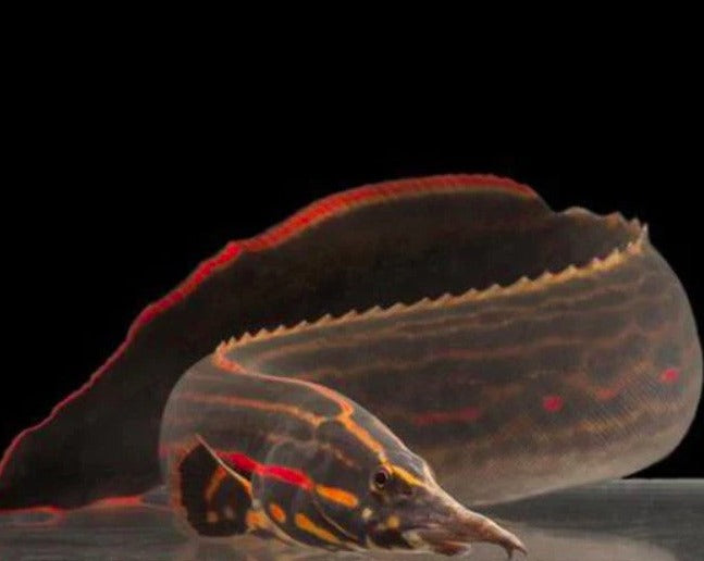 Fire Eel