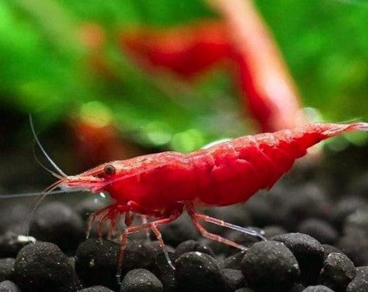 Fire Red Shrimp