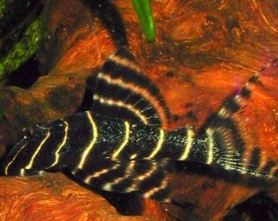 Pin Stripe Panaque/Flash Pleco - L204