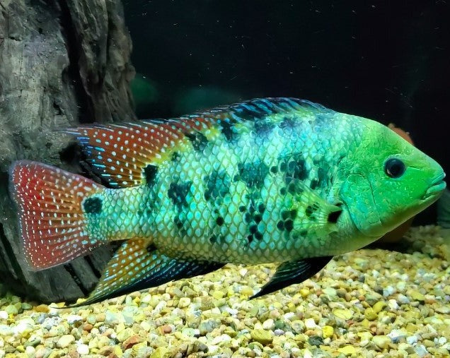 Mesoheros Gephyrus Cichlid