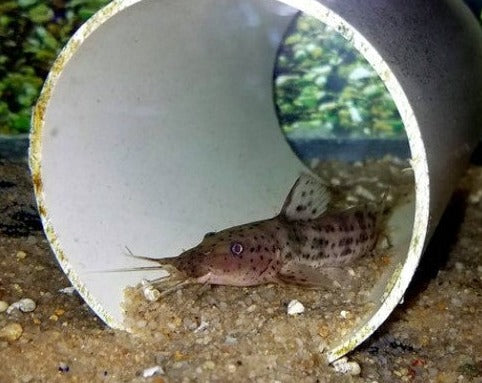 Giraffe Catfish - Dwarf