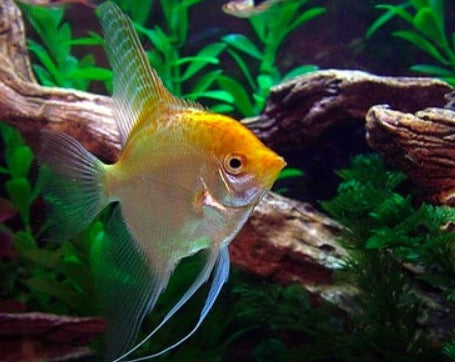 Pterophyllum Scalare "Gold Angelfish"