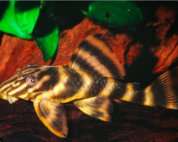 Gold Tiger Pleco - LDA01
