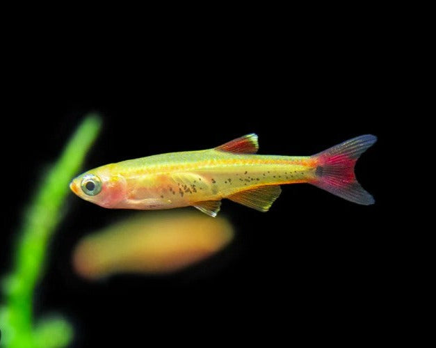 Gold White Cloud Minnow