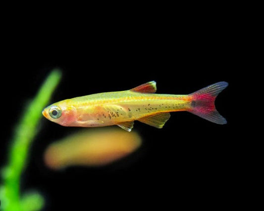 Gold White Cloud Minnow