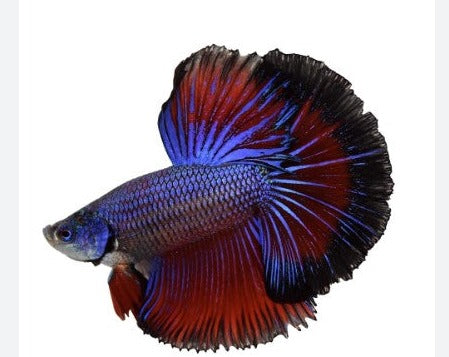 Grade A Halfmoon Male Betta