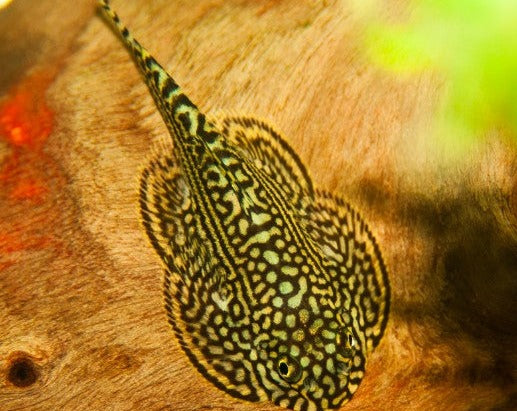 African Hillstream Loach