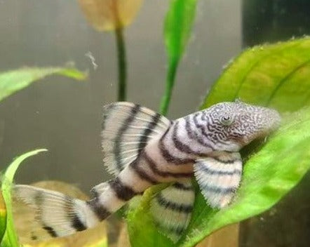 Iquitos Tiger Pleco - L226