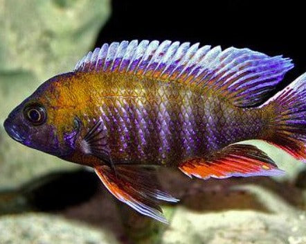 Aulonocara Jacobfreibergi "Makokola Reef"