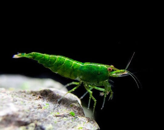 Green Jade Shrimp