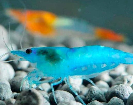 Blue Jelly Shrimp