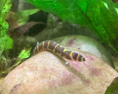 Kuhli Loach