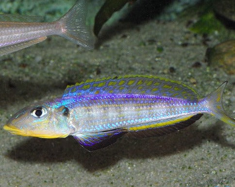 Enantiopus sp. "Kilesa"