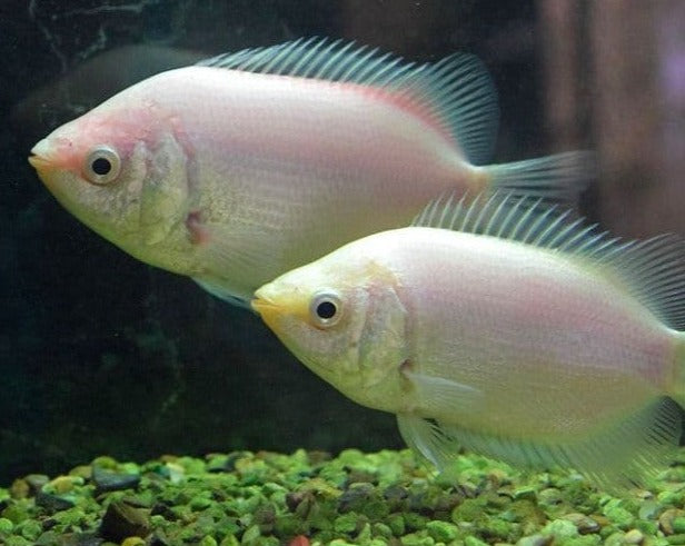 Kissing Gourami