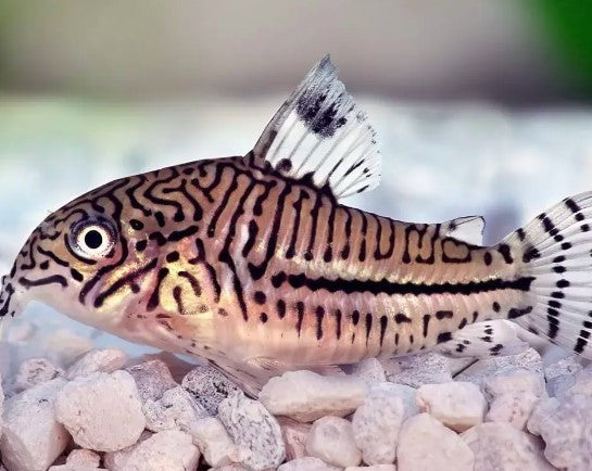 Leopard Cory