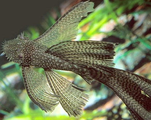 Longfin Green Dragon
