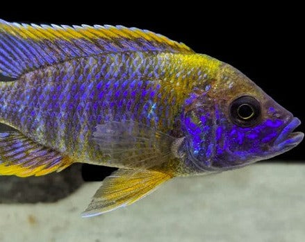 Aulonocara Sp. "Lwanda"