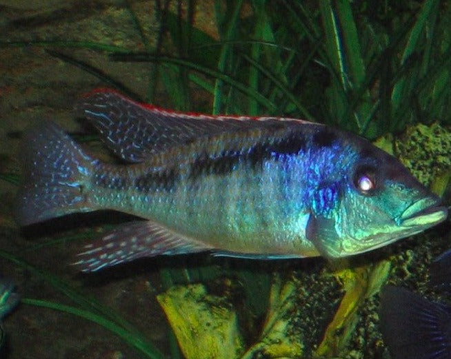 Lichnochromis Acuticeps "Malawi Gar"