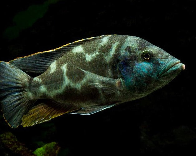 Nimbochromis Livingstonii