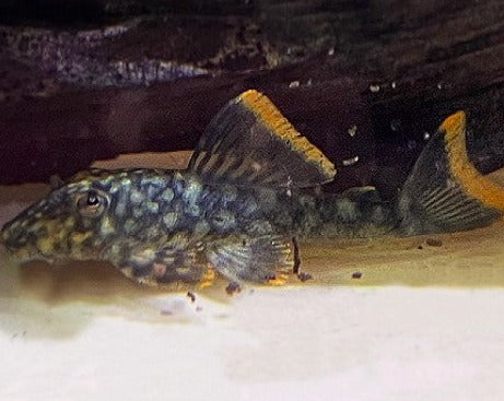 Orange Seam Pleco - L106