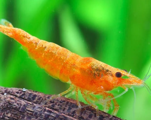 Common Orange Sunkist