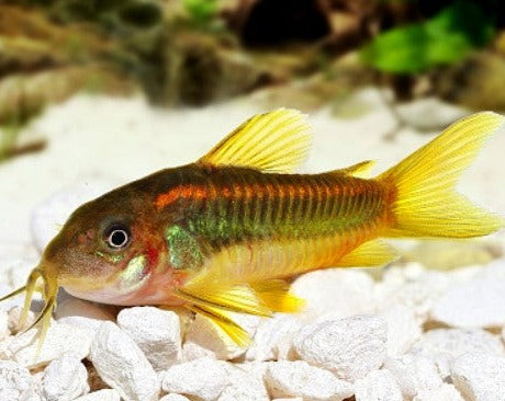 Laser Orange Cory