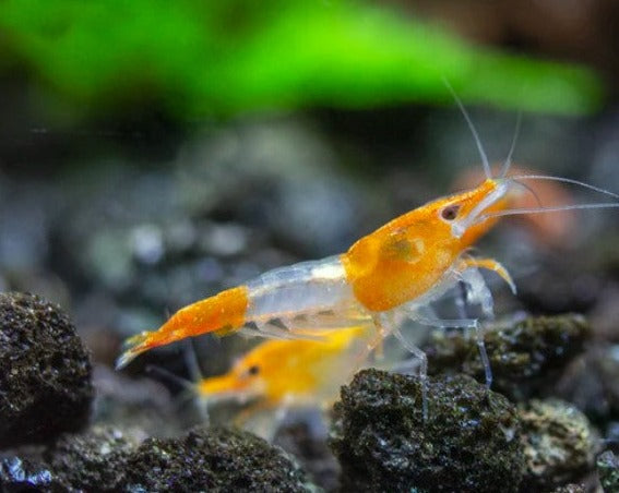 Orange Rili Shrimp