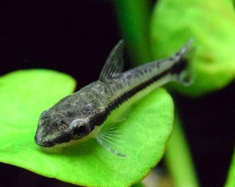 Otocinclus Catfish